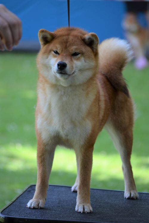 NATSU-GO SAMURAI YASHIKI (NALA)