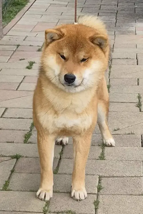 BERKANA PRIDE CHIUUSEI (HIRO)