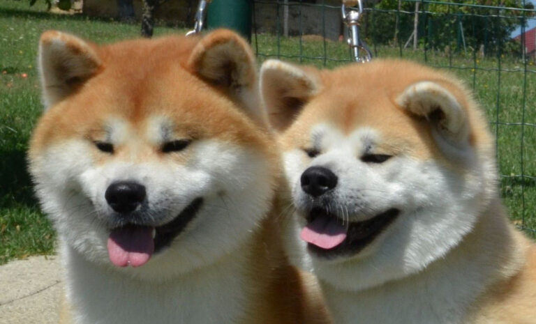 Samurai Yashiki kennel - Akita