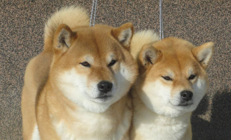 Samurai Yashiki kennel - Shiba